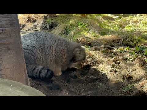 その匂いはナゴムくんカナ⁈ マヌルネコ　那須どうぶつ王国にて　2026年3月1日 サムネイル
