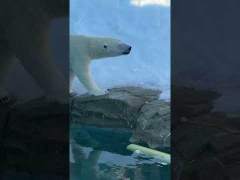 shorts おはよう ゆめちゃん😊　  ホッキョクグマ　王子動物園にて　2025年12月27日 サムネイル