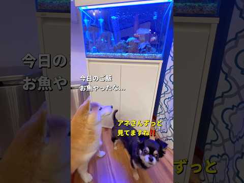 お魚さん狙われてる⁉️😂柴犬 チワワ shorts サムネイル