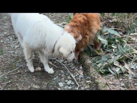 大型犬の散歩は予測不能。用水路に飛び込むゴールデンレトリバーと爆走するピレ サムネイル