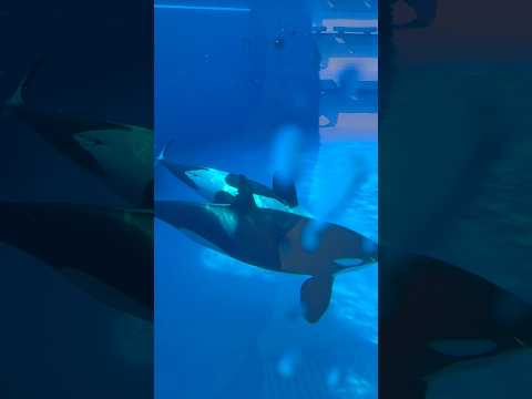 shorts 楽しそうに☺️ ランちゃんステラさん親子　須磨シーワールドにて　2025年12月30日 サムネイル