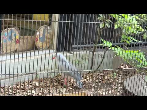 ミドリンも出て来た♪ カグー　野毛山動物園にて　2026年5月10日 サムネイル