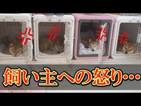 柴犬達がボイコット・・・「大切なものを返して！」の要求に困ってしまいました・・・ サムネイル