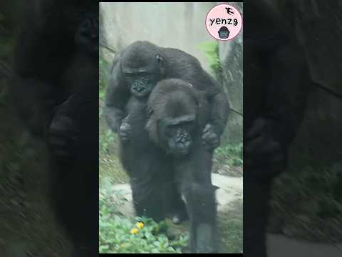 Gorilla Iriki保護Ringo,從壕溝底背他上來 gorillatag taipeizoo 金剛猩猩 台北市… サムネイル