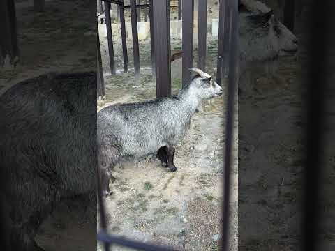 shorts ヤギさん🐐いっぱい☺️ サムネイル