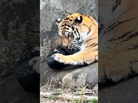 shorts お誕生日プレゼントのタイヤをガジガジ‼️アムールトラ🐯のサーシャちゃん　浜松市動物園　2026年2月14… サムネイル