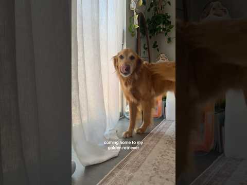 coming home to my golden retriever🥵goldenretreivers dog pup… サムネイル