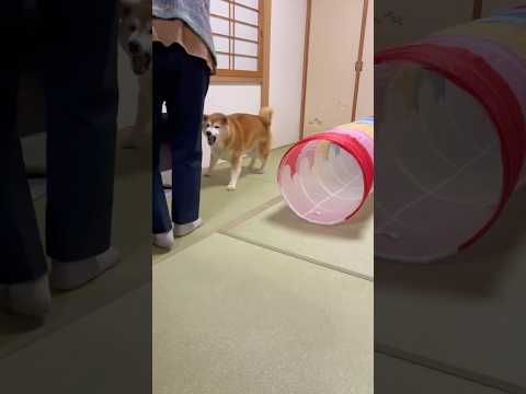 柴犬福 おばあさんにキレて姉に注意される柴犬🤣Grandma and Shiba🤣姉と柴 shorts funny 柴… サムネイル