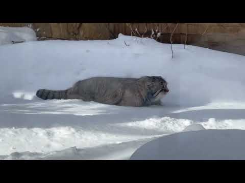 お腹まで埋まっても進む❣️ナゴムくん　マヌルネコ　那須どうぶつ王国　2026年1月12日 サムネイル