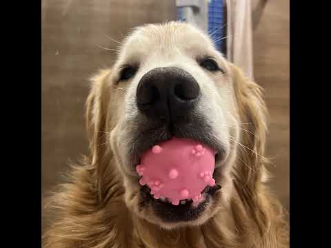 ミントの大冒険 がライブ配信中！ サムネイル