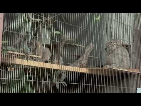 最後に3頭並んでくれないカナ〜な時間🤭　マヌルネコのこども　東山動植物園にて　2025年12月15日 サムネイル