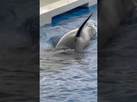 shorts ステラさん☺️  須磨シーワールドにて　2025年12月25日 サムネイル