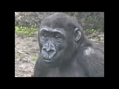 little gorilla Ringo 4y7m old shorts .R坐壕溝吐舌頭 1-12 サムネイル