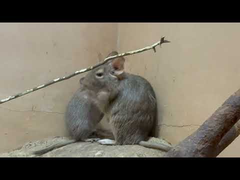 親子？　デグー　埼玉県こども動物自然公園にて　2026年3月6日 サムネイル