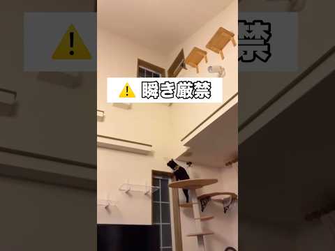 猫の圧倒的な身体能力を褒めたらまさかのアンコールしてくれた 黒猫 猫 キャットハウス shorts サムネイル