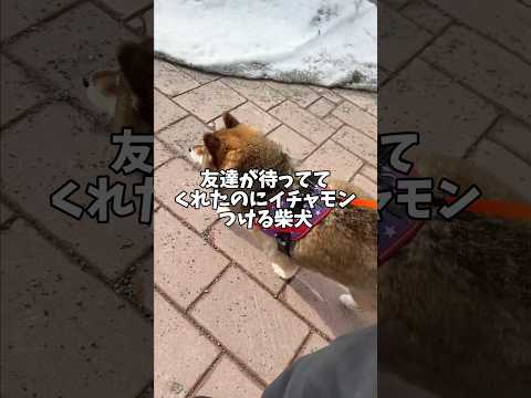 道を塞がれるとこを嫌がる柴犬をご覧ください😳 サムネイル