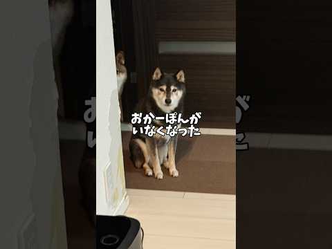 大好きな🐕飼い主がいなくなったその時黒柴は・・・ サムネイル
