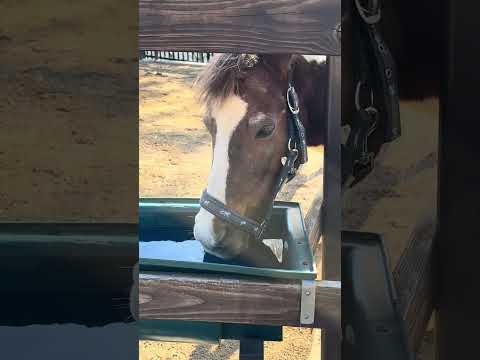 shorts お水を飲む❣️ルビーさん　浜松市動物園　2026年2月14日　IMG 8311 サムネイル