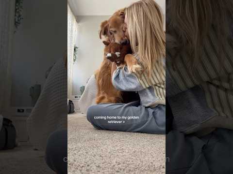 dog-tor coby to rescue🛟goldenpup puppy goldenpupppy dogbree… サムネイル