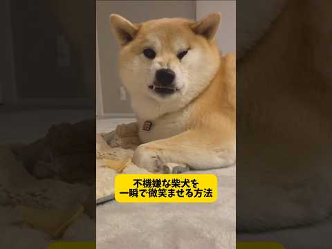 不機嫌な柴犬を一瞬で微笑ませる方法 #柴犬 #おもしろ #shortvideo #shorts サムネイル