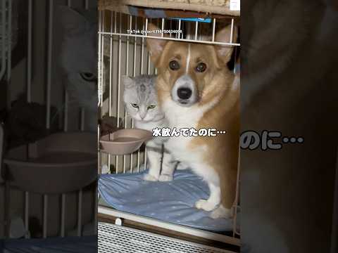 水取られた結果、猫の水を飲む犬　犬　猫　コーギー　スコティッシュフォールド 面白い サムネイル