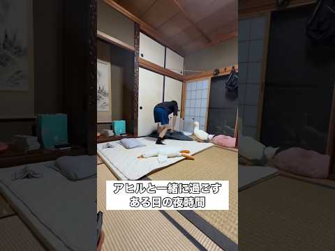 当時生後1年と4ヶ月のシロアヒルのオスとの夜時間。名前は「アヒル」。 アヒル シロアヒル ダック まねきねこだっく サムネイル