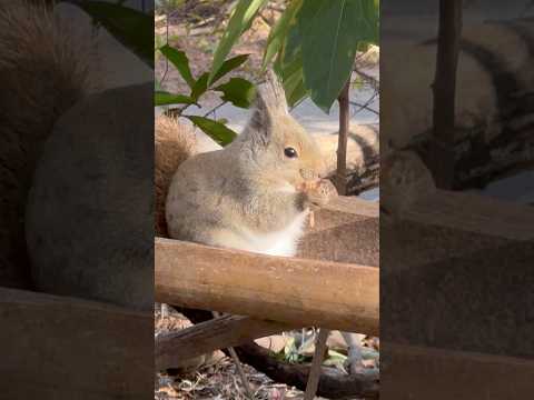 shorts モグモグ　ニホンリス　神戸どうぶつ王国　2025年12月29日 サムネイル
