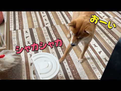 【どこで覚えた？】ますます飼い主の気の引き方が人間っぽくなってきた柴犬　ビーナスブリッジ サムネイル