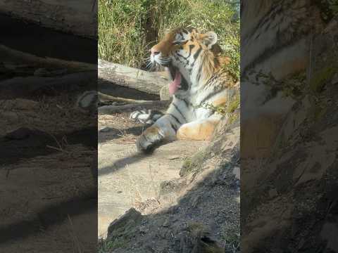 shorts あくびのアムールトラ🐯の令くん　那須どうぶつ王国　2025年12月31日 サムネイル