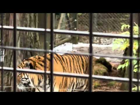 午前中ゴロゴロしてたアムールトラさん起きてました！　スーパージャングルバスに乗ったヨ！　富士サファリパークにて　202… サムネイル