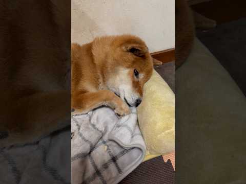 ’26.2.7 雪の日の力丸… 柴犬 shibainu 柴犬のいる暮らし 柴犬の日常 車中泊犬 眠い犬 力丸 サムネイル
