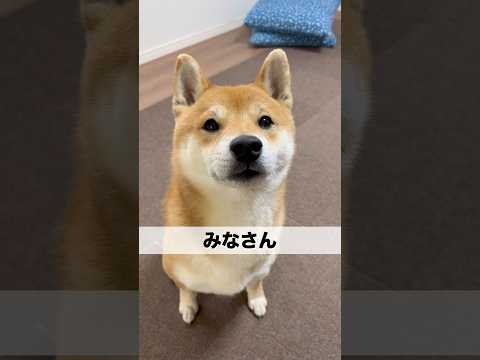 感謝感謝感謝2025 柴犬　柴犬とん サムネイル