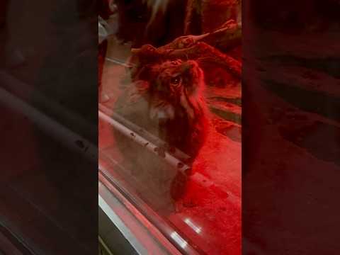 shorts くんくんナイマくん　マヌルネコ　上野動物園にて　2026年2月6日 サムネイル