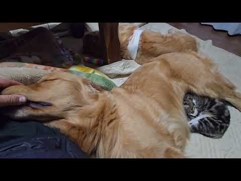 ちょっとビスのご報告　ビスとイロハとキビの時間。 サムネイル