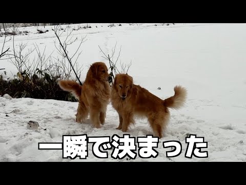石がきっかけで起きた犬社会のルール サムネイル