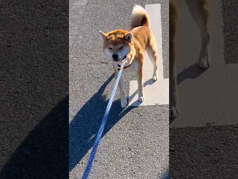 柴犬とんニューシングル『止まれって書いてるしの唄』　柴犬　柴犬とん サムネイル
