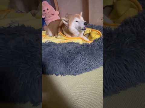 柴犬福 父が横に居る時の柴犬🤣Father and Shiba🤣shorts funny funnydog 柴犬 sh… サムネイル