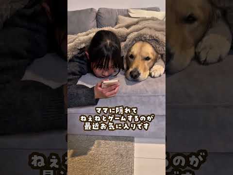 ゴールデンレトリバーのほぼ人間なところ ゴールデンレトリバー 大型犬と子供 大型犬のいる生活 goldenretrei… サムネイル