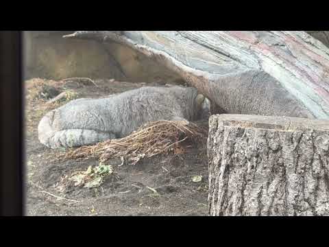 ナゴムくんとバックヤードのアブリコースちゃん　マヌルネコ　那須どうぶつ王国にて　2026年2月27日 サムネイル