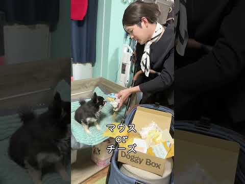 Doggy Boxみなさんもぜひチェックしてね✨ PR shorts 柴犬 チワワ サムネイル