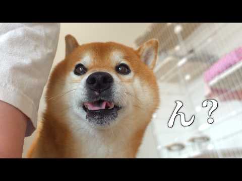 窓の外を見た柴犬、急に怯え始めた。 サムネイル