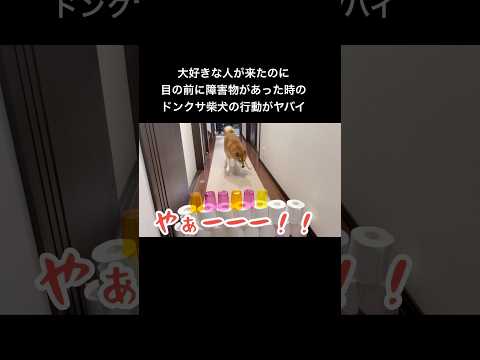 衝撃的過ぎるw 柴犬 サムネイル