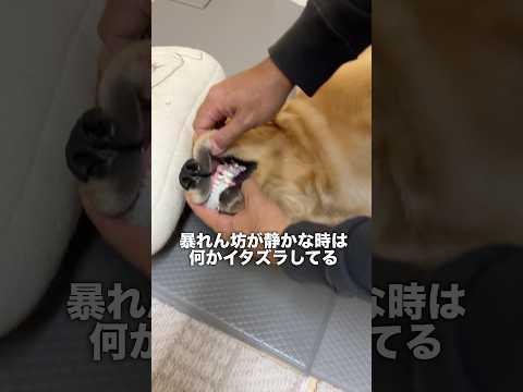 犬が静かな時ほどイタズラしてる説...【ゴールデンレトリバー・ボーダーコリー】shorts サムネイル