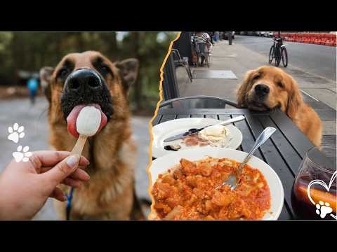 4 Dangerous Foods Your Dog Should Never Eat