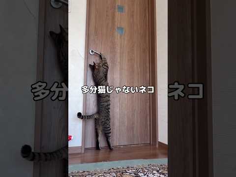 猫のなりをしているものの確実に猫ではない動きをするネコ 猫 ネコ なんでやねん shorts サムネイル