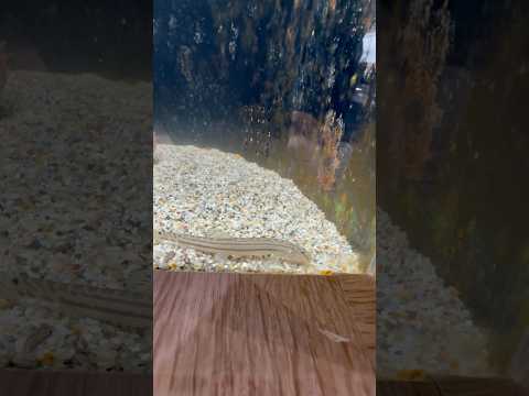 short サンヨウコガタスジシマドジョウ　　どぜうを好きにきみもなろう！山梨県立富士湧水の里水族館にて　2026年2… サムネイル