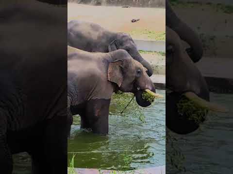 【のんほいパーク】アジアゾウ🐘ごはんの時間！🍃shorts