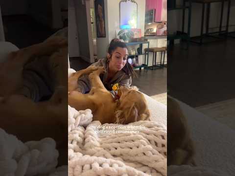 coming home to my golden retriever🥵 goldenretreiver dog ind… サムネイル