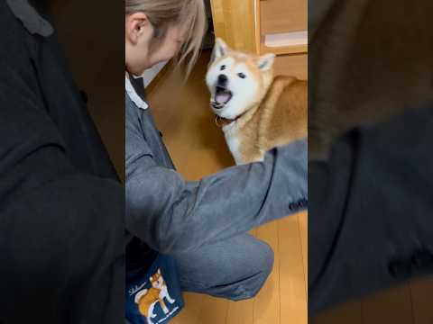 柴犬福 姉の前で悪さして姉を喜ばす柴犬🤣Sis and Shiba🤣姉と柴 japanesedog shorts 柴犬… サムネイル