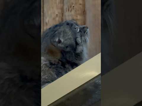 shorts 見上げるナルくん　マヌルネコ　神戸どうぶつ王国　2025年12月29日 サムネイル